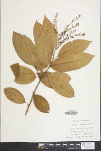 Oxydendrum arboreum image