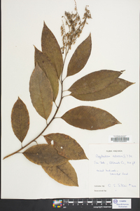 Oxydendrum arboreum image