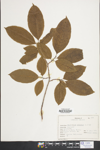 Oxydendrum arboreum image