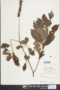 Oxydendrum arboreum image