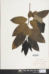 Oxydendrum arboreum image