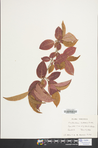 Oxydendrum arboreum image