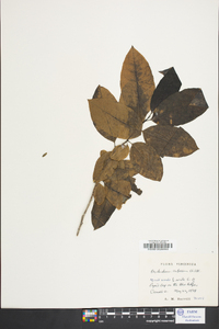 Oxydendrum arboreum image