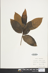 Oxydendrum arboreum image