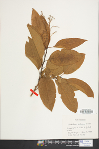 Oxydendrum arboreum image