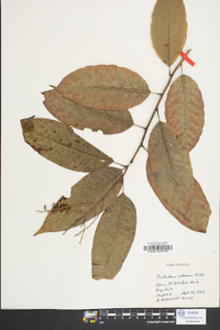 Oxydendrum arboreum image