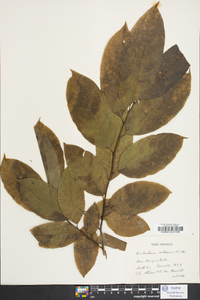 Oxydendrum arboreum image