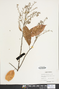 Oxydendrum arboreum image