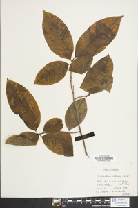 Oxydendrum arboreum image