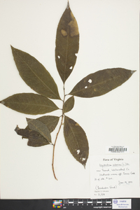 Oxydendrum arboreum image