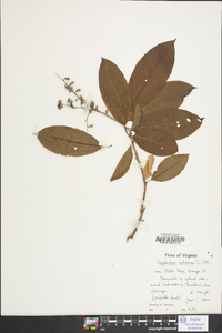 Oxydendrum arboreum image