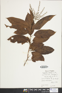 Oxydendrum arboreum image