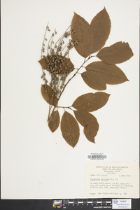 Oxydendrum arboreum image