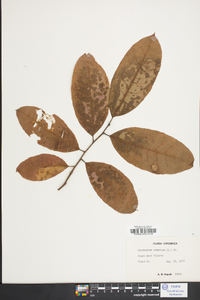 Oxydendrum arboreum image