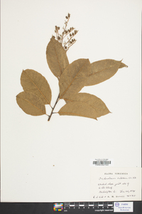 Oxydendrum arboreum image