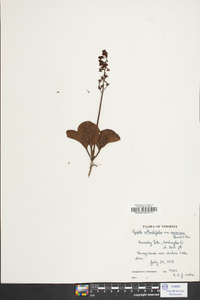 Pieris floribunda image