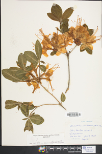 Rhododendron calendulaceum image