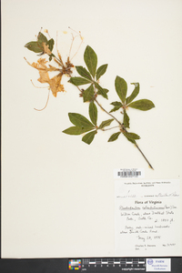 Rhododendron calendulaceum image