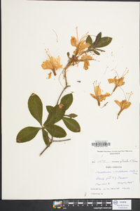 Rhododendron calendulaceum image