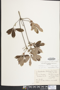 Rhododendron periclymenoides image