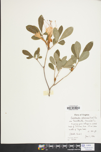 Rhododendron arborescens image