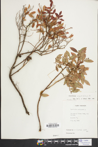 Vaccinium angustifolium image