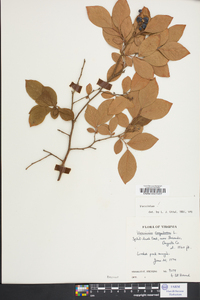 Vaccinium formosum image