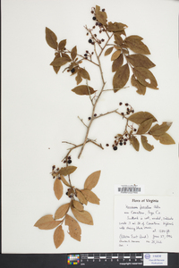 Vaccinium fuscatum image