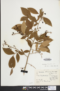 Vaccinium fuscatum image