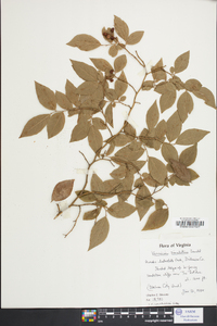 Vaccinium simulatum image