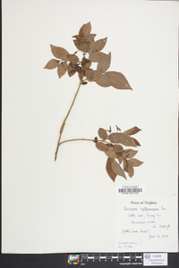 Vaccinium erythrocarpum image