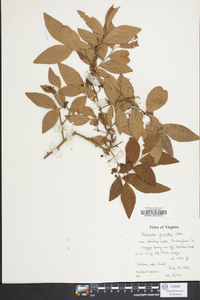 Vaccinium fuscatum image