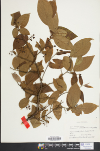 Vaccinium fuscatum image