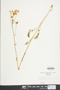 Senecio anonymus image