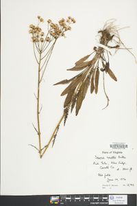 Senecio anonymus image