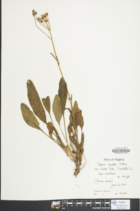 Senecio anonymus image