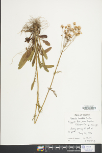 Senecio anonymus image