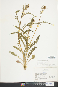 Senecio anonymus image