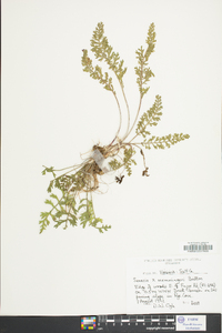 Pericallis hybrida image