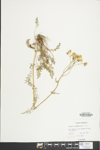 Senecio millefolium image