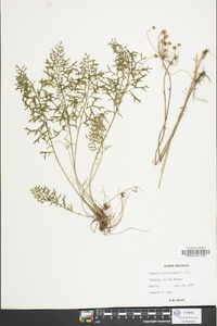 Senecio millefolium image