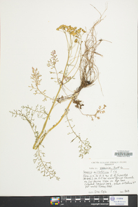 Senecio millefolium image