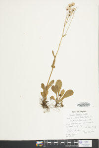 Packera obovata image