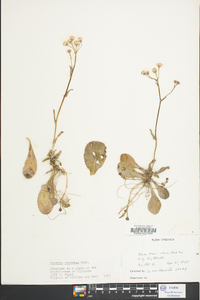 Packera obovata image