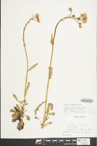 Packera obovata image