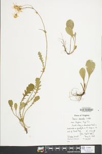 Packera obovata image