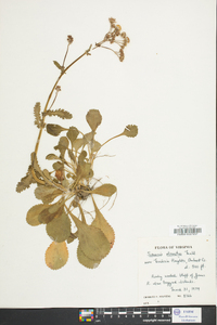 Packera obovata image