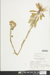 Packera tomentosa image