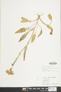 Packera tomentosa image