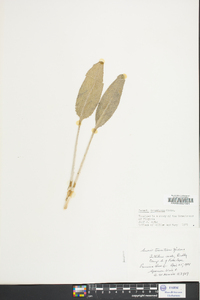 Packera tomentosa image